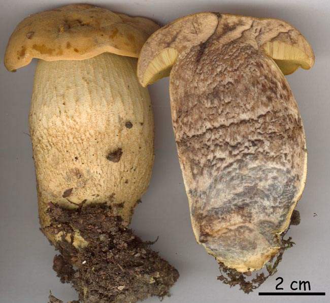 Leccinum crocipodium